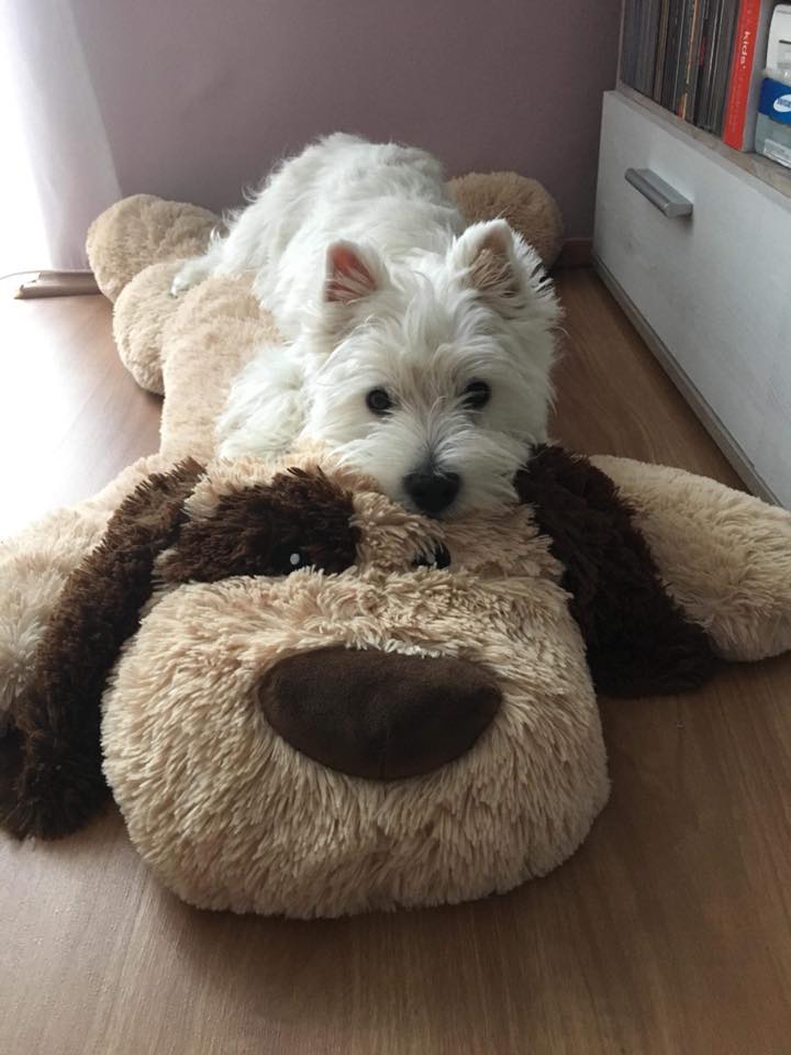 west highland white terrier fekszik plüssállaton a nappaliban