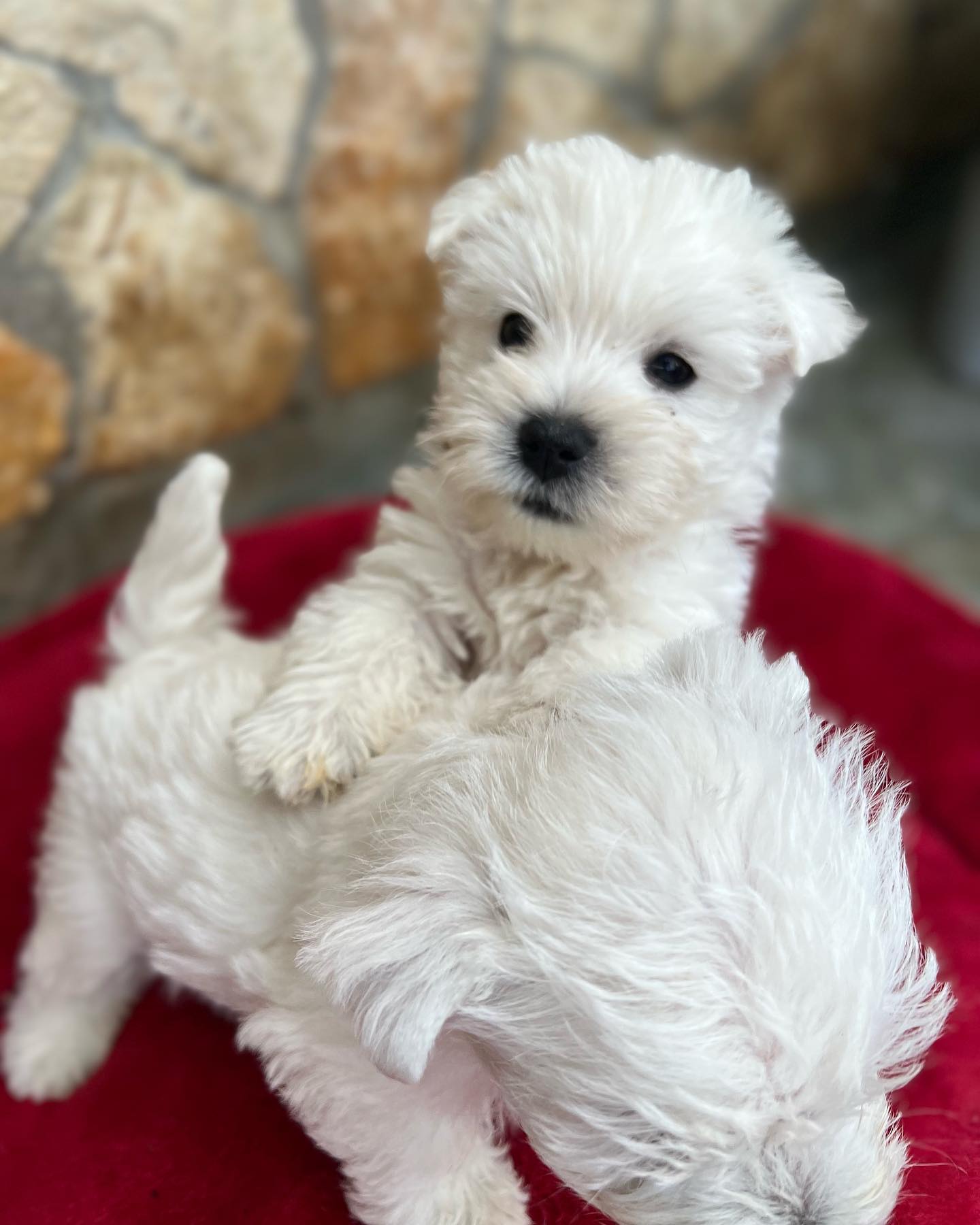 west highland white terrier kölykök játszanak