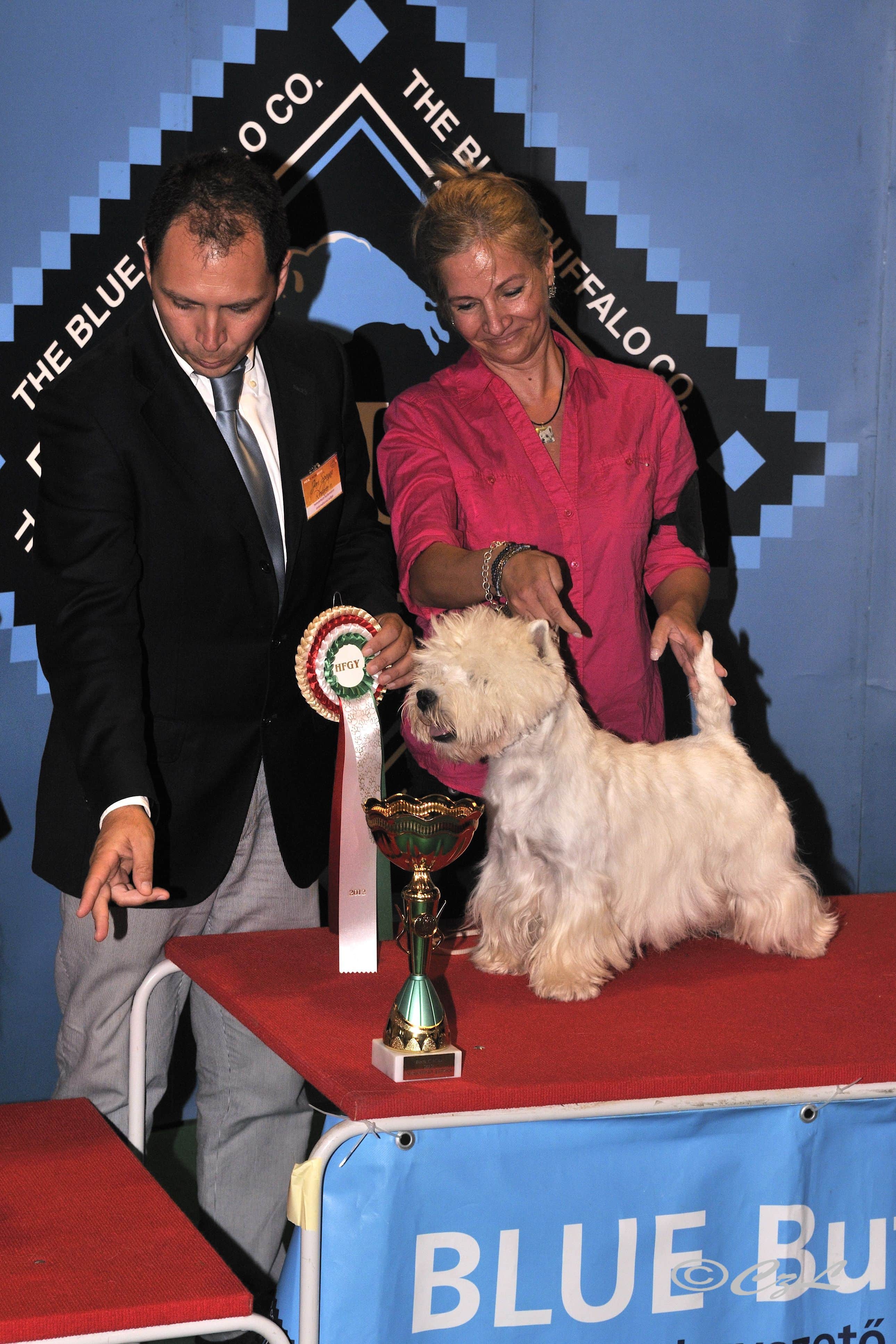 west highland white terrier kiállításon