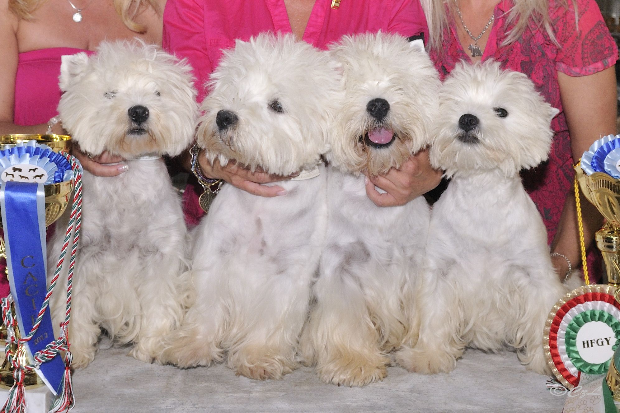 Görbics Anikó a Rockwell west highland white terrier kennel tulajdonosának fotója