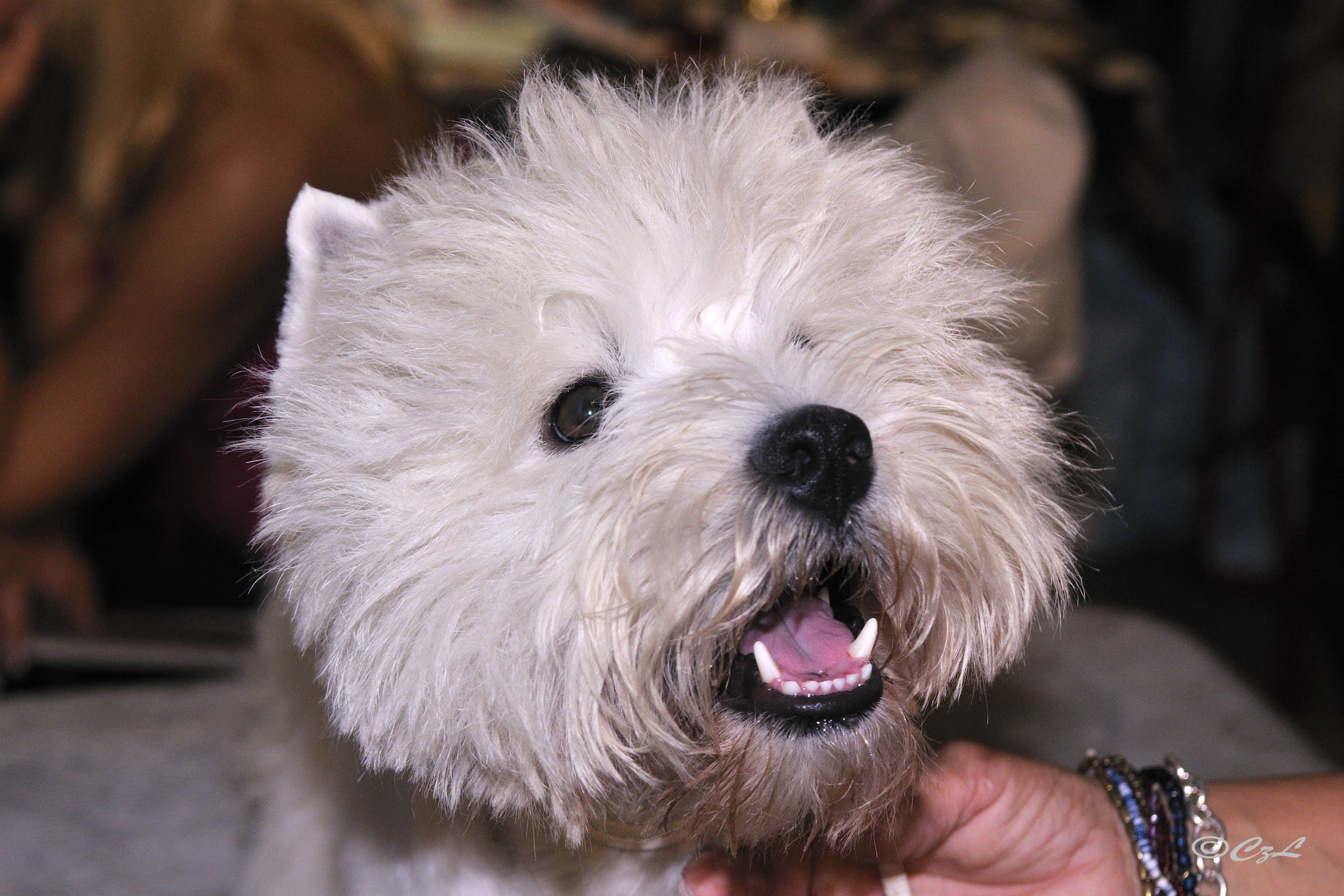 west highland white terrier ugat
