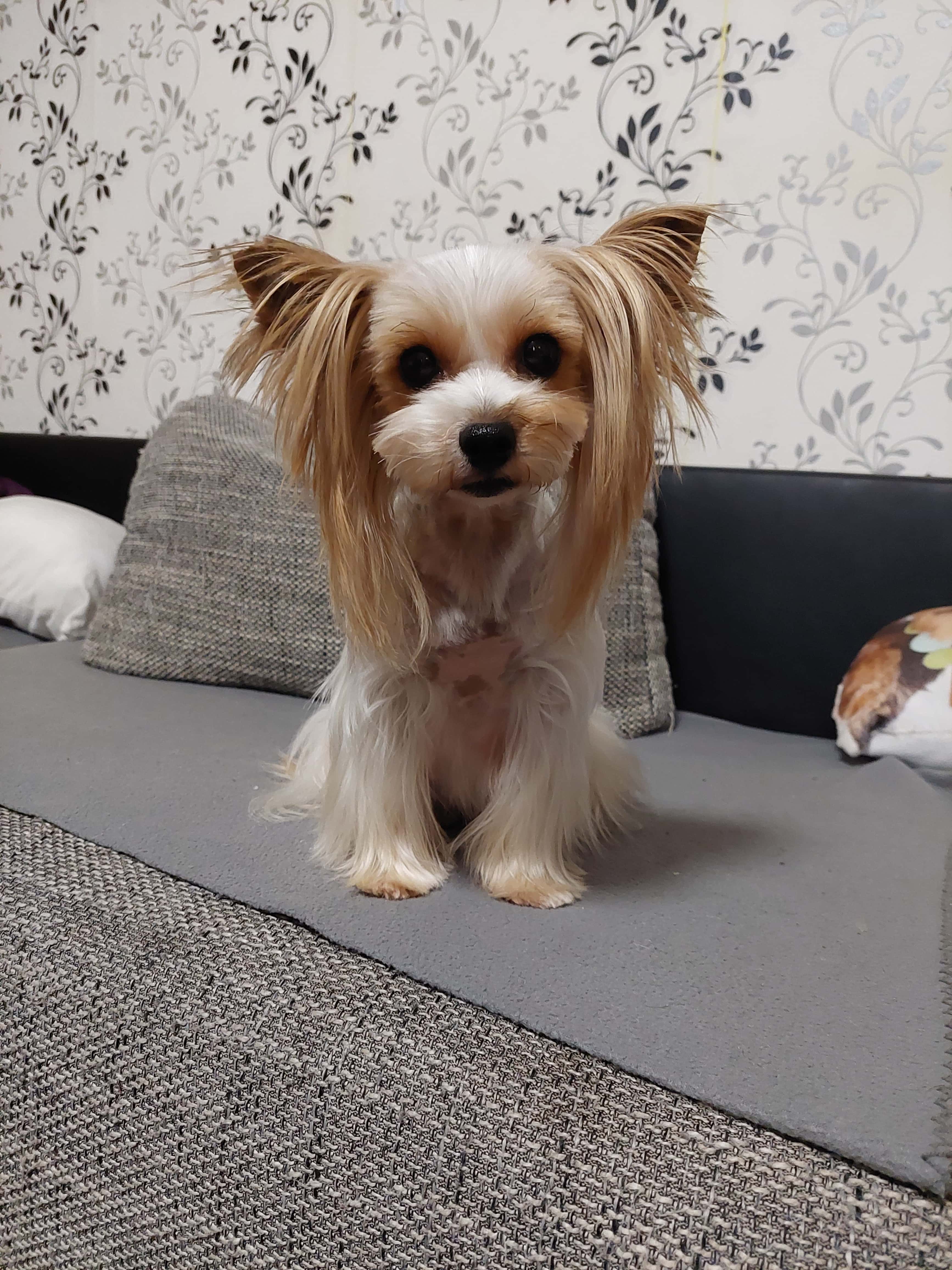 Győriné Balogh Katalin a Cuha-Valley Diamond kennel tulajdonosának fotója
