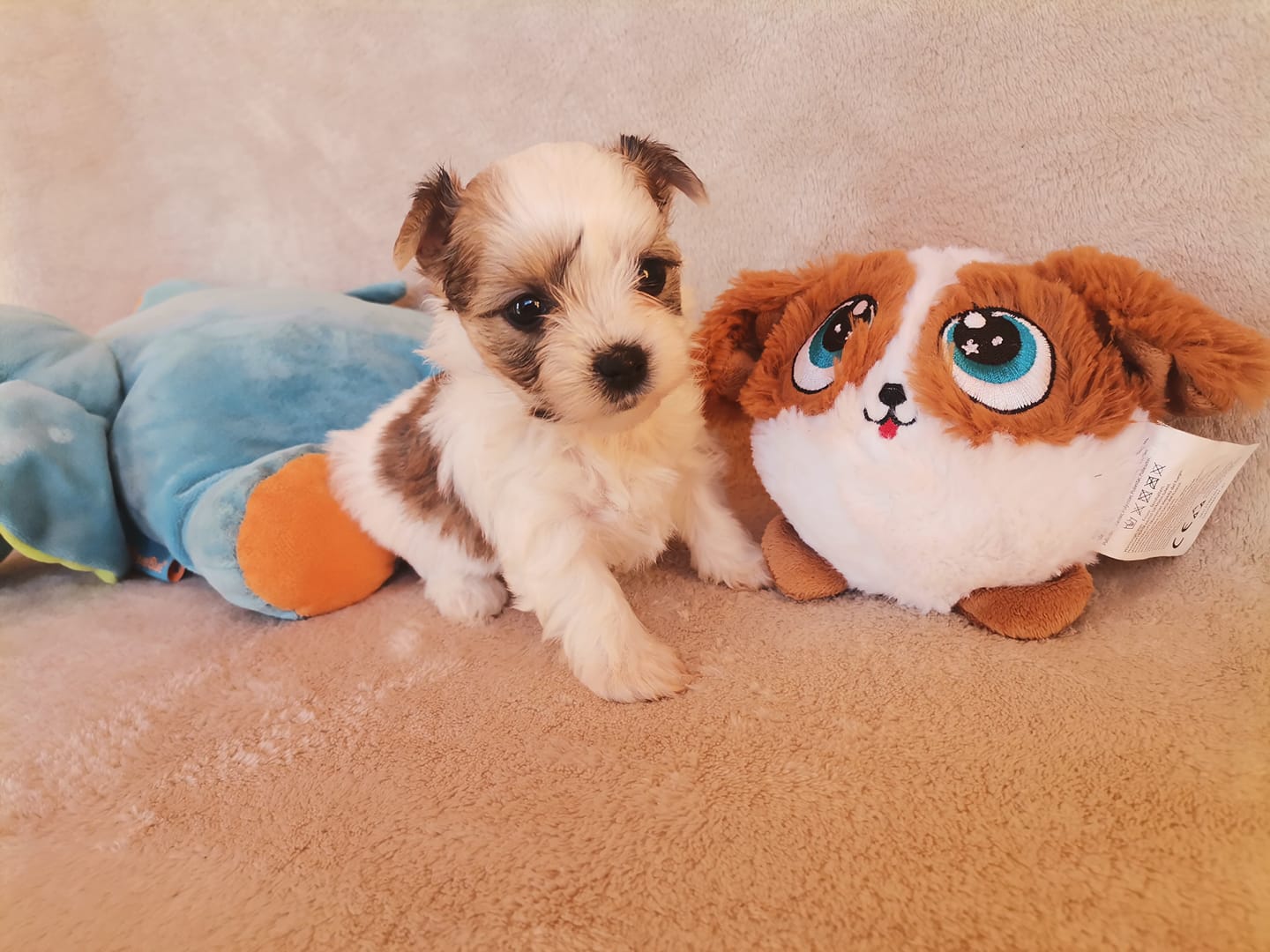 Győriné Balogh Katalin a Cuha-Valley Diamond kennel tulajdonosának fotója