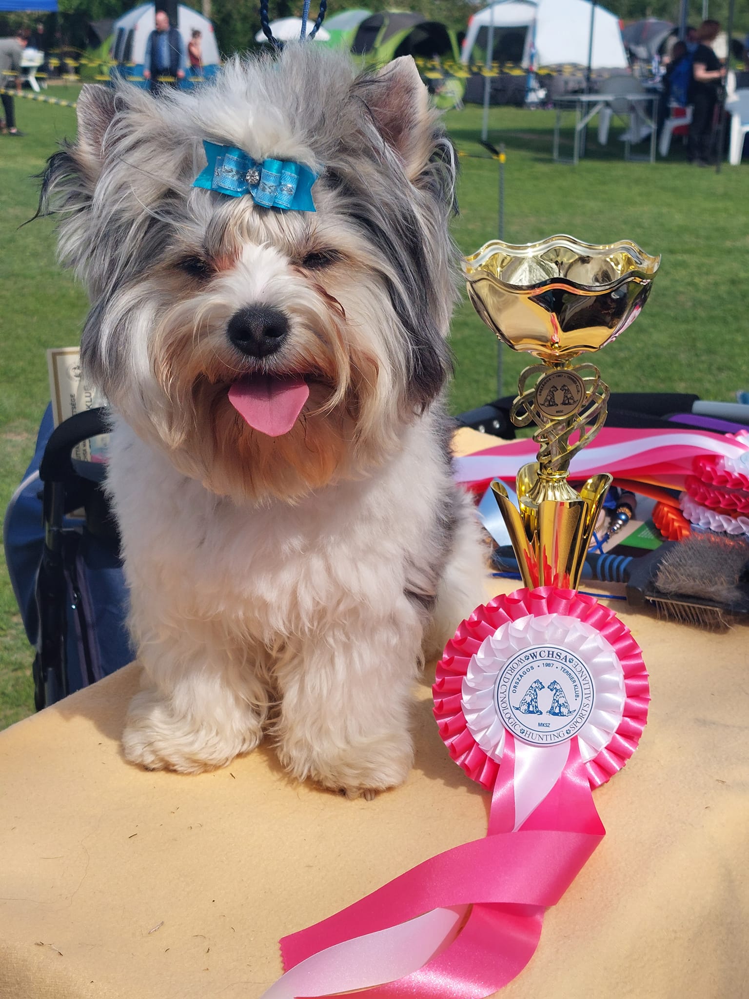Győriné Balogh Katalin a Cuha-Valley Diamond kennel tulajdonosának fotója