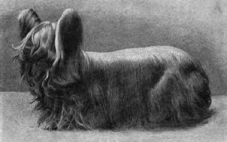 paisley terrier_forrás: dogline.com