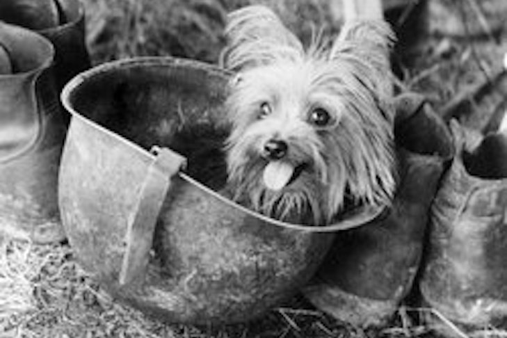 Smokey_forrás: akc.org