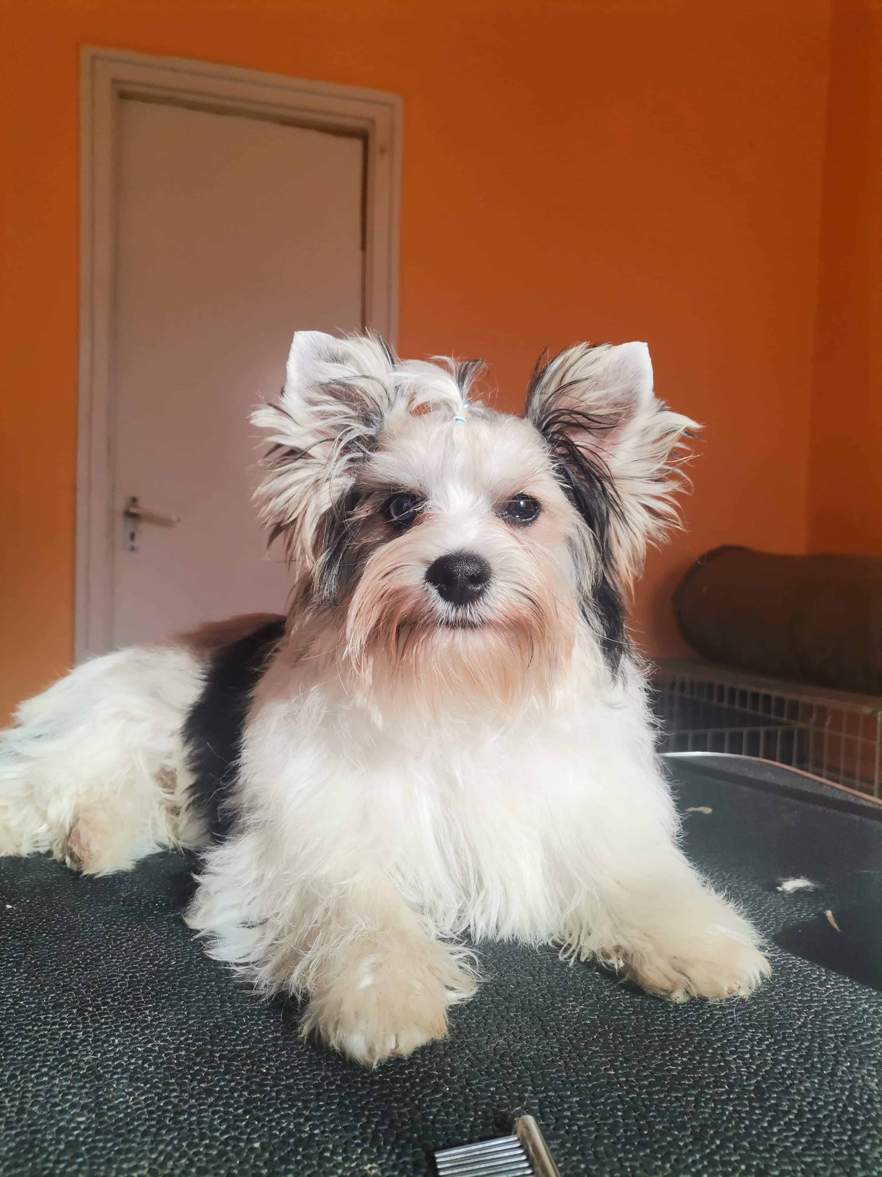Győriné Balogh Katalin a Cuha-Valley Diamond kennel tulajdonosának fotója