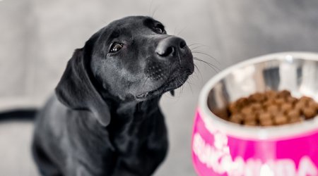 Forrás: eukanuba.com