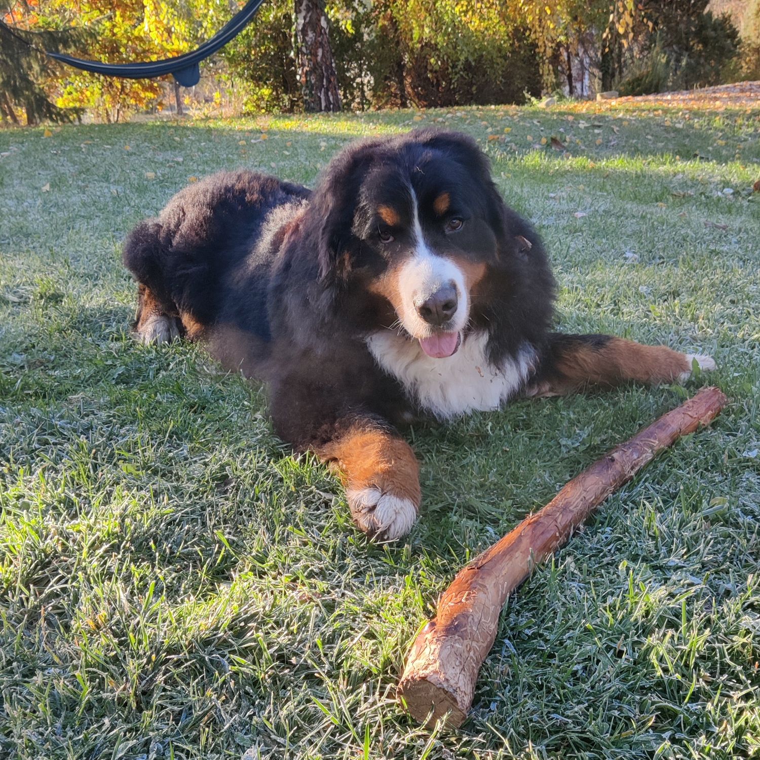Müzli